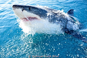 Great white shark jumping. by Mehmet Salih Bilal 